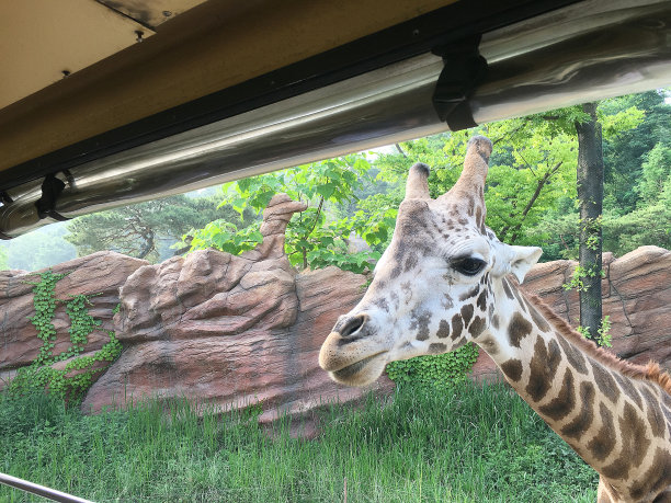 长颈鹿在公园图片下载