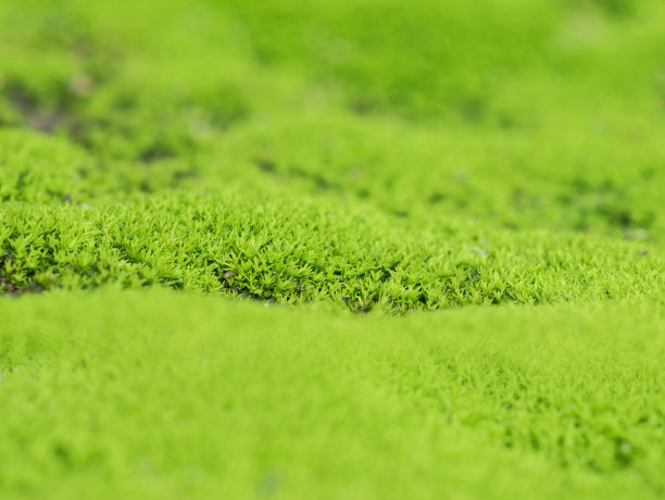 青苔长在旧墙上图片下载