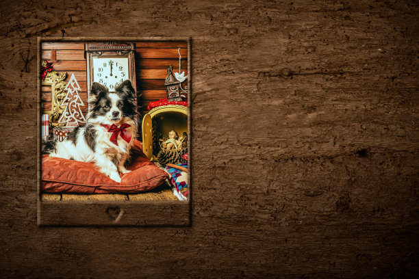 狗圣诞卡片，拷贝空间。图片下载