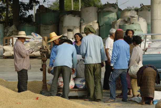 在泰国销售新鲜收获的大米图片下载