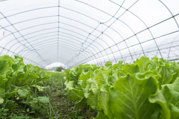 带塑料温室的生菜田图片下载
