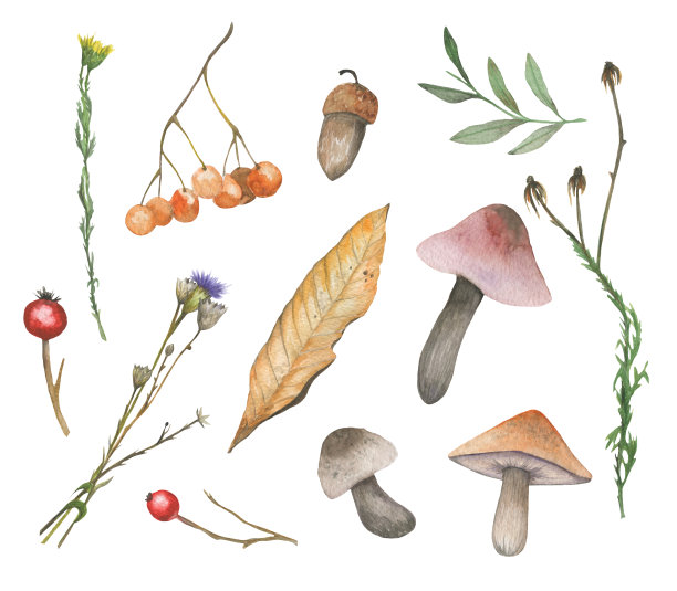 水彩秋天的花，树叶，浆果，蘑菇和橡子图片下载
