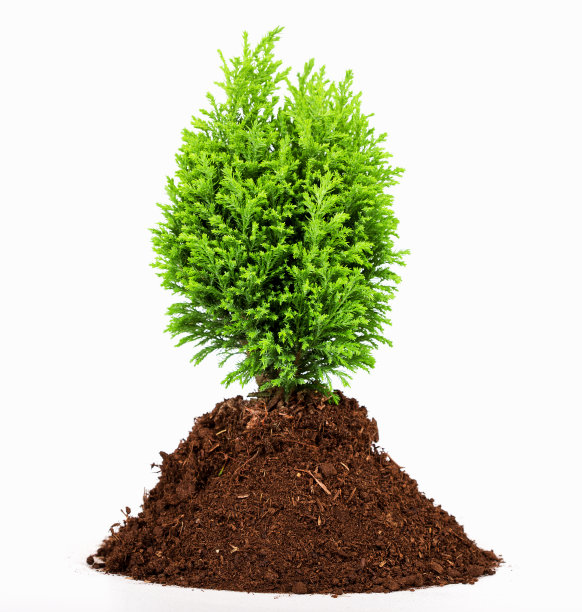 在白色孤立的背景下的针叶树图片下载