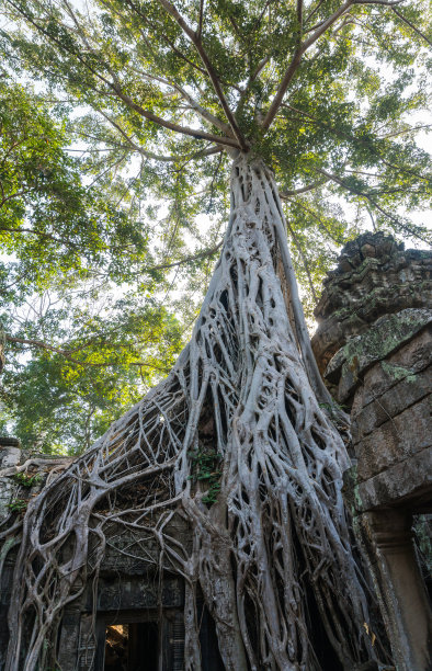 柬埔寨暹粒的塔普罗姆神庙上的一棵大树图片下载