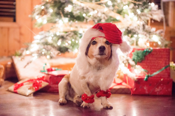 宠物圣诞老人图片下载