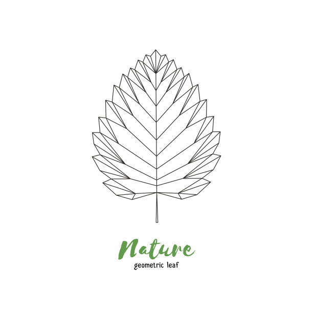 向量几何桦树叶。用于贺卡、请柬和其他印刷项目的插图图片下载