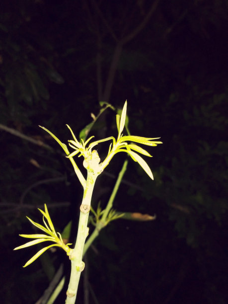 美丽的植物新生花瓣图片下载