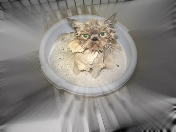 猫洗图片下载