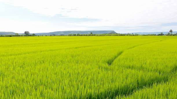 场大米图片下载