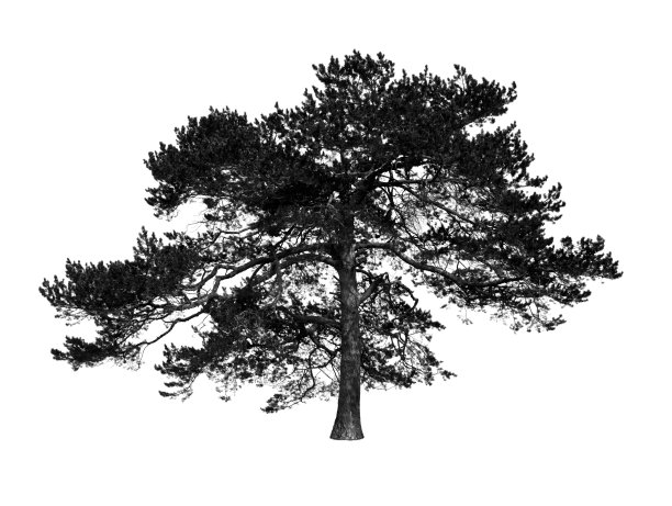 树孤立的白色背景图片下载