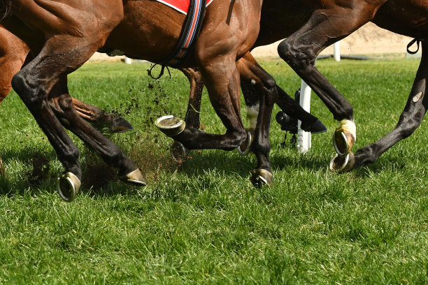 赛马的行动图片下载