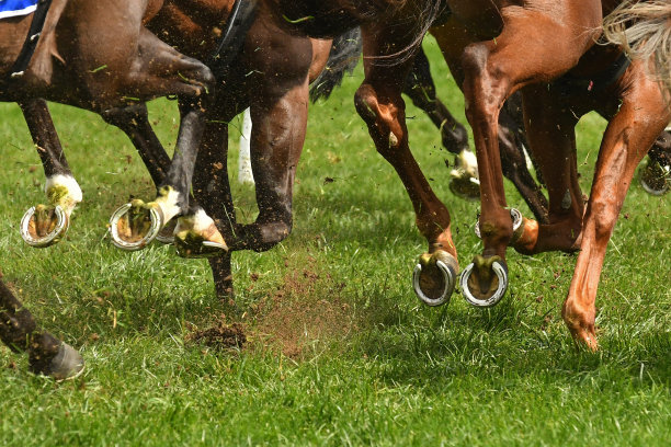 赛马的行动图片下载