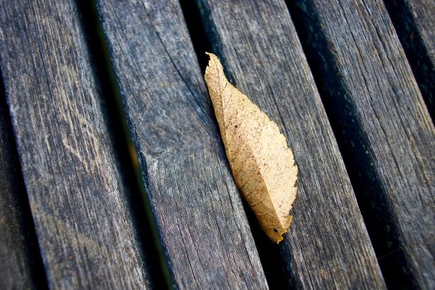 一个黄色的叶子图片下载