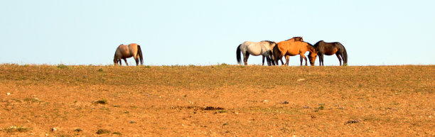 野马-单身汉种马准备战斗在普赖尔山野马范围在怀俄明州和蒙大拿州的边界上美国图片下载
