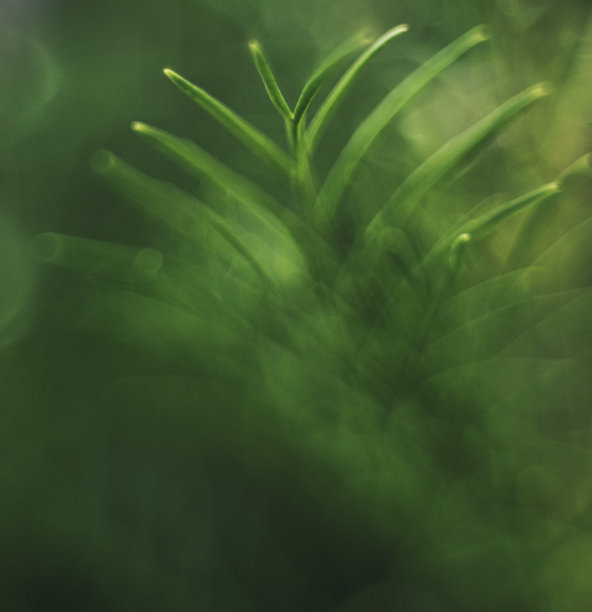 艺术的本质。宇宙的叶子素材图片