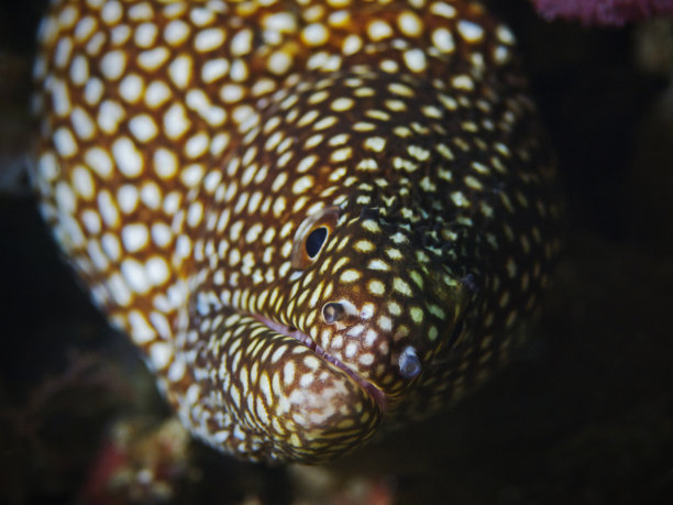 怀特茅斯莫雷鳗鱼，佩伦·穆伦（金诺索拉克斯·梅莱格里斯）图片下载
