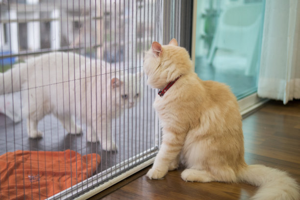 两只毛茸茸的猫隔着透明的墙互相看，或者在家里玩耍图片下载