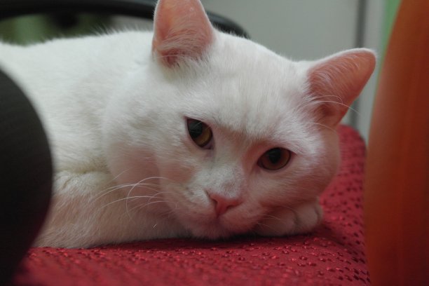 白色的猫图片下载