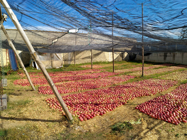 小意大利苹果，叫金莲图片下载