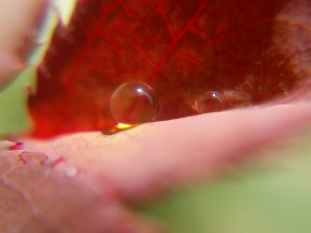 叶子上水滴的特写。图片下载