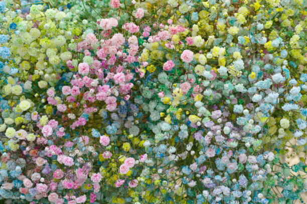 选择各种彩色的花作为背景图片下载