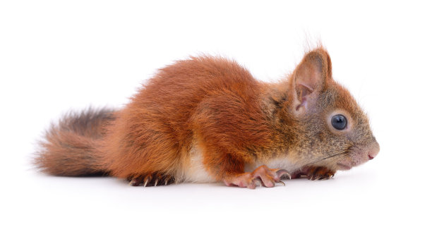 欧亚红松鼠。图片下载