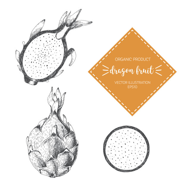 龙果矢量插图。手绘设计元素。复古风格的水果画图片下载