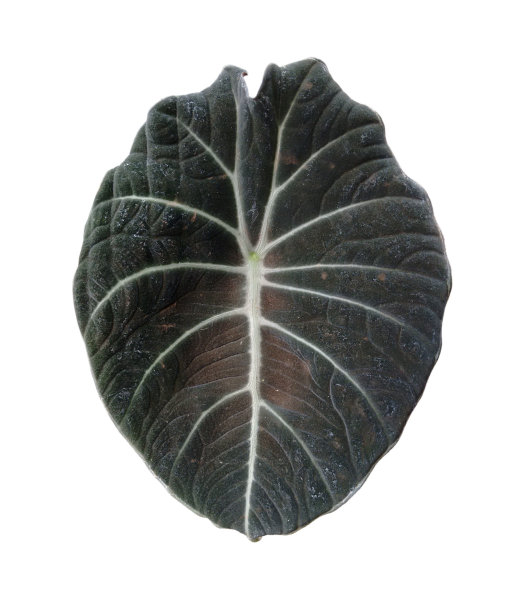 黑色天鹅绒，象耳或矮虎耳图片下载