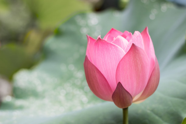 粉红色的莲花素材图片