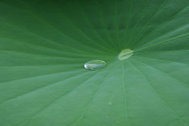 孤独的下降图片下载