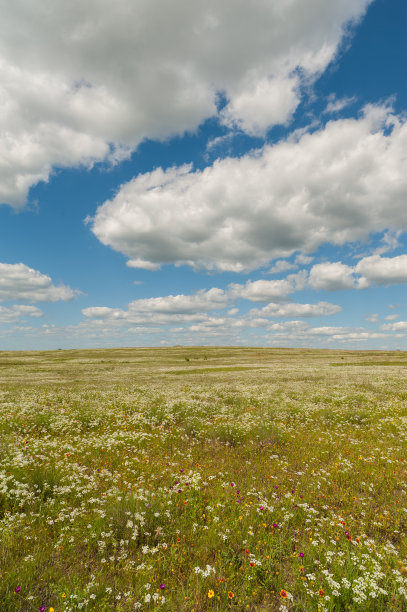 草原主教和其他野花与下午的云，俄克拉何马草原图片下载