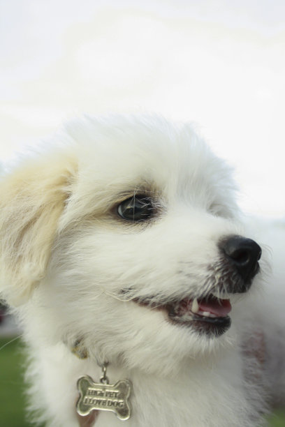 白色的小狗图片下载