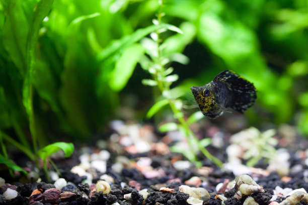 黑气球肚图片下载