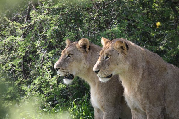 狮子野生危险的哺乳动物非洲草原肯尼亚图片下载