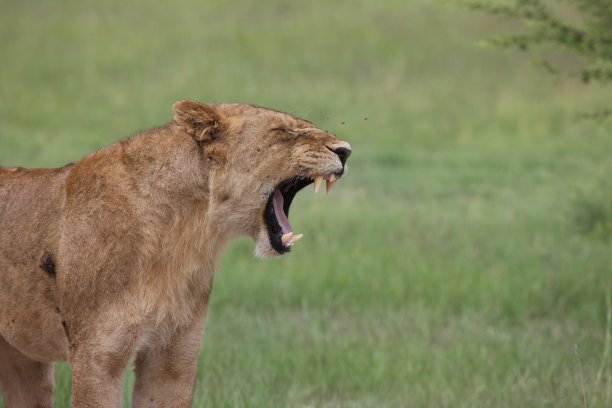 狮子野生危险的哺乳动物非洲草原肯尼亚图片下载