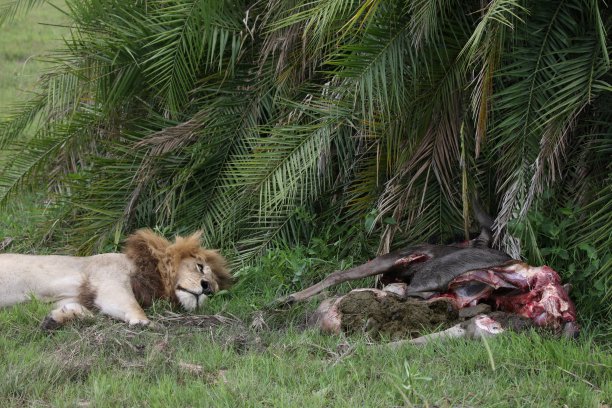 狮子野生危险的哺乳动物非洲草原肯尼亚图片下载