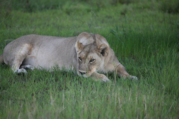 狮子野生危险的哺乳动物非洲草原肯尼亚图片下载