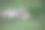 狮子野生危险的哺乳动物非洲草原肯尼亚图片下载