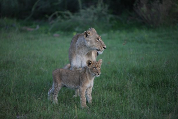 狮子野生危险的哺乳动物非洲草原肯尼亚图片下载