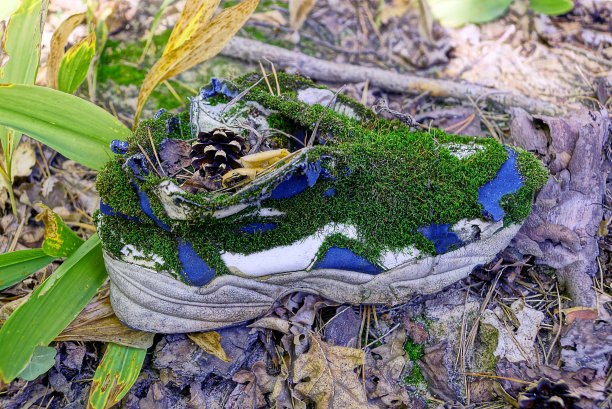 草和枯叶上长满了青苔的旧球鞋图片下载