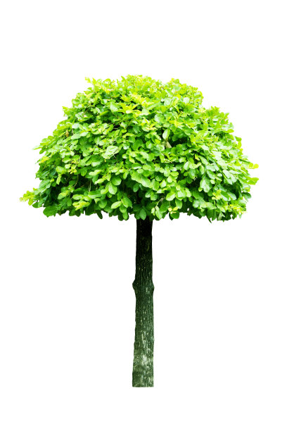树孤立的白色背景图片下载