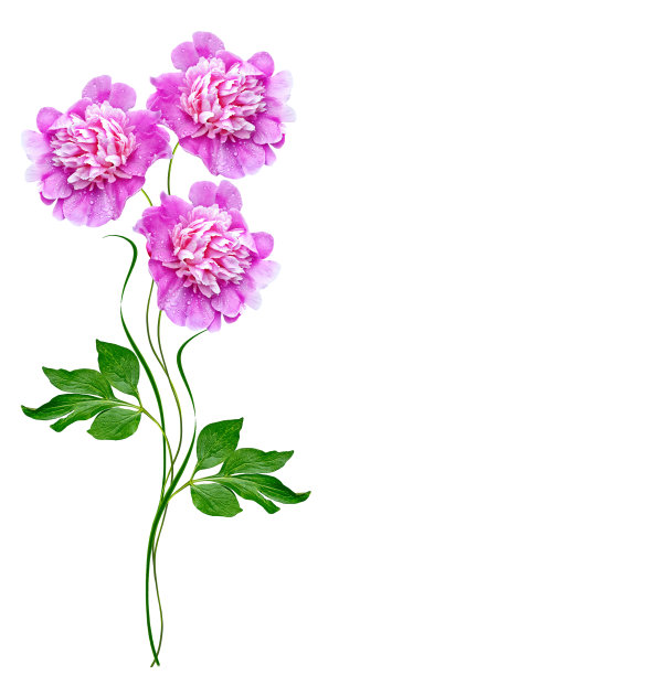 彩色鲜艳的花朵图片下载