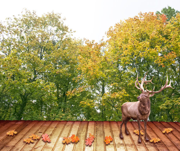动物鹿在秋天的森林里图片下载