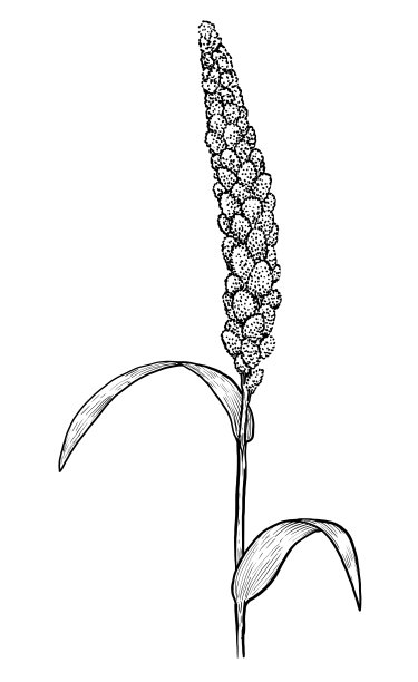 小米插图、绘画、雕刻、水墨、线条艺术、矢量图片下载