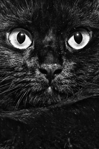 黑色缅因猫肖像在黑白图片下载