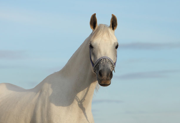 有装饰性笼头的灰色阿拉伯马图片下载