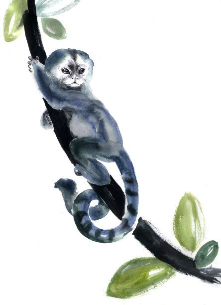 一只绒猴坐在藤蔓上图片下载