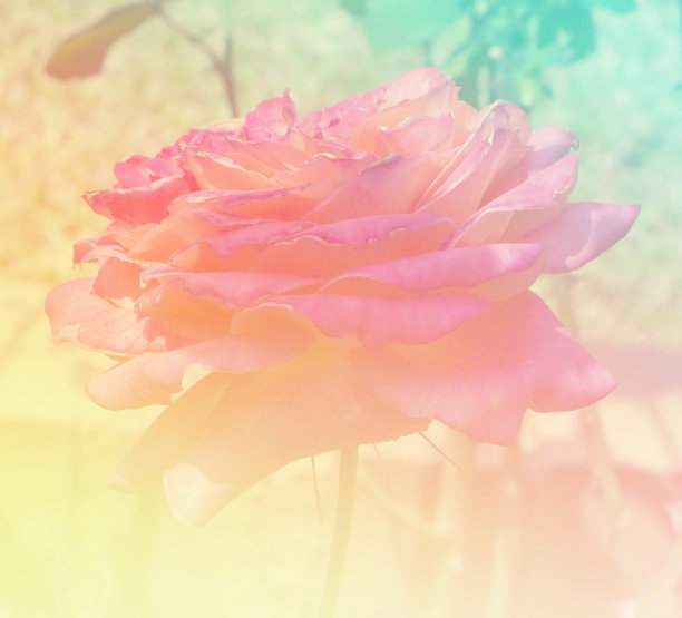 模糊和柔和的色调花彩虹图片下载