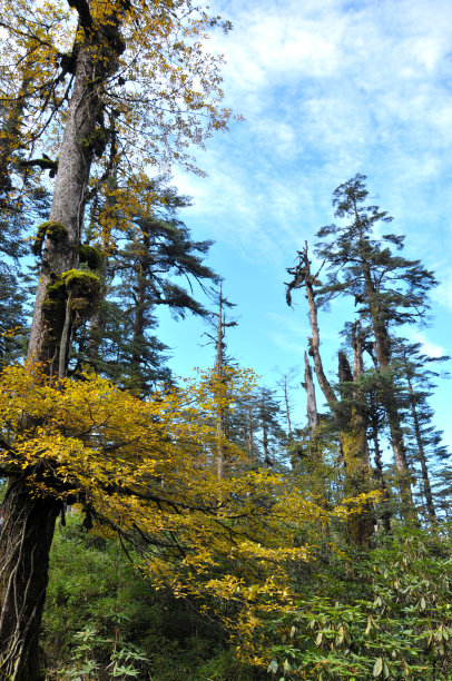 四川省万山国家公园森林的阳光图片下载