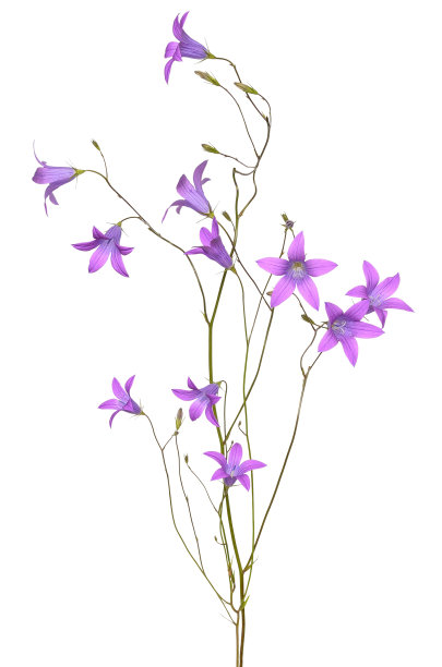 风铃草属植物的花图片下载